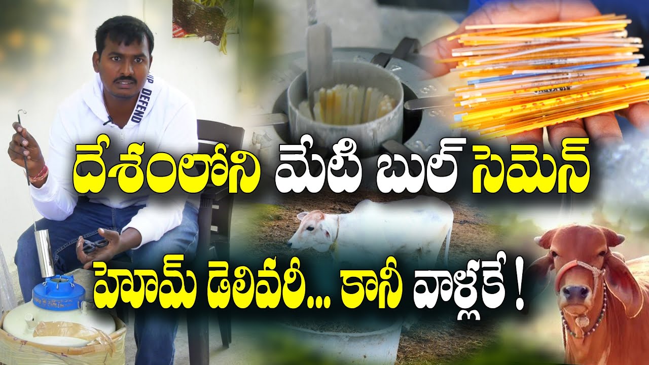 క్రాస్ బ్రీడింగ్ వద్దు.. ఎందుకంటే ? Bull Semen | Anvesh Reddy