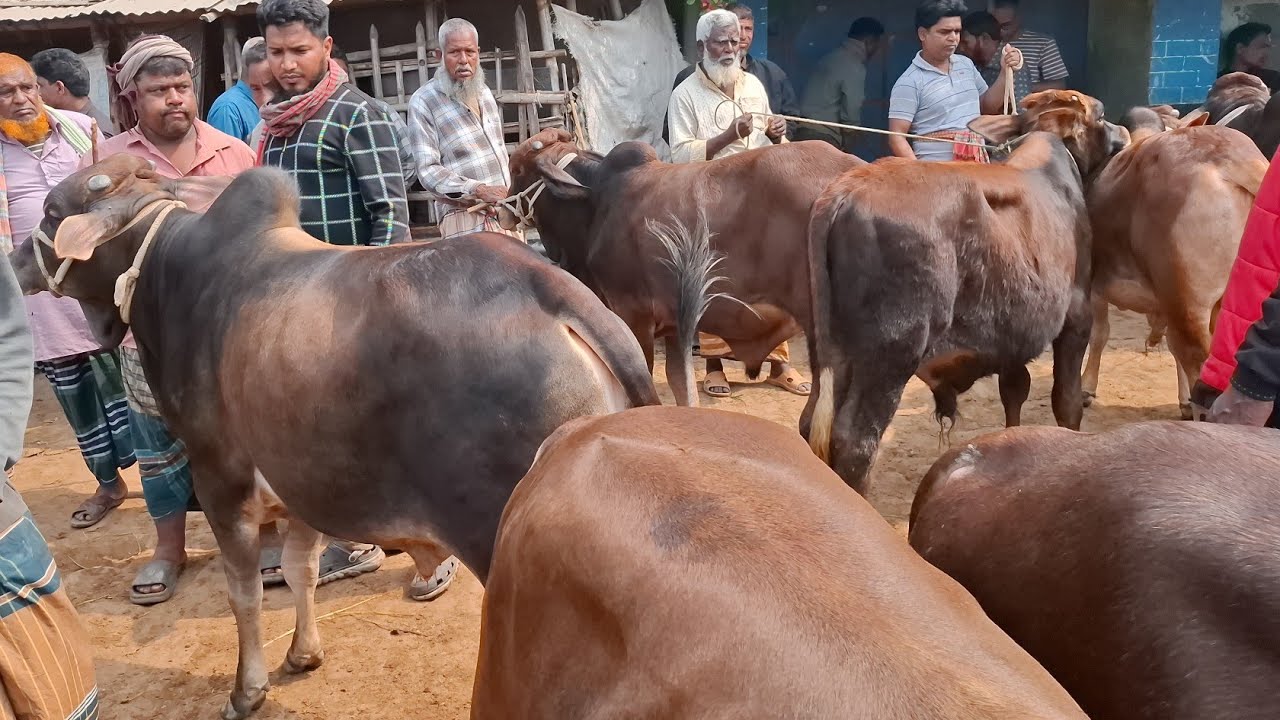 আজ ২১/২/২৬ | লাইফ ওয়েটে বিক্রির জন্য খামার উপযোগী শাহিওয়াল ষাঁড় কেমন দামে কিনছেন | কাহারোল হাট 