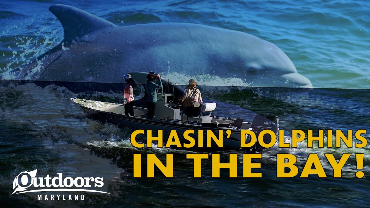 Surveying Dolphins in the Chesapeake Bay | Outdoors Maryland