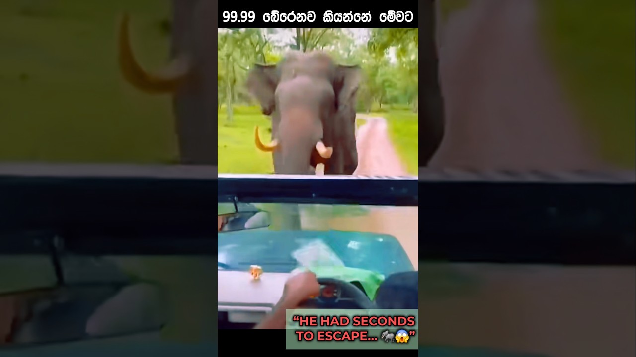 So close to an Elephent attack #trending #travel #elephent #attack #viral #trending #fyp #animal