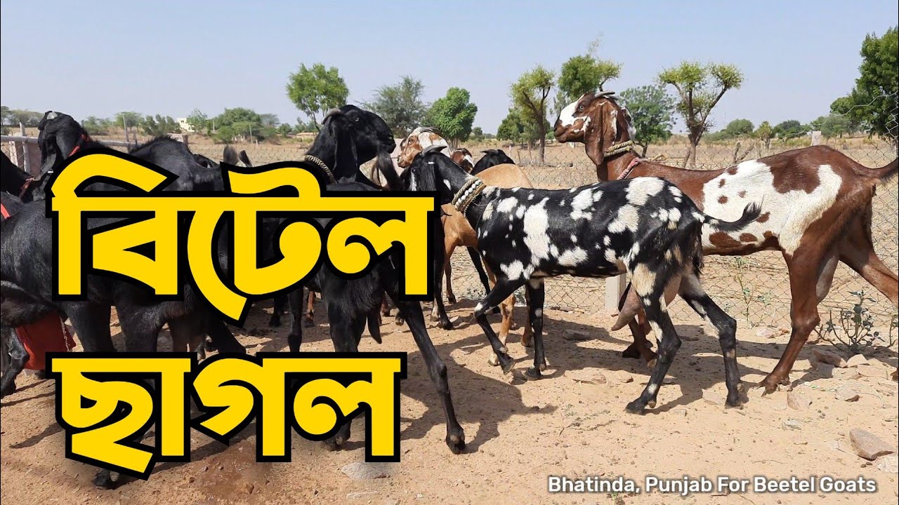 BEETAL GOATS Punjab Live | বিটেল ছাগল কিনুন