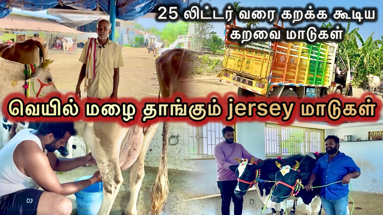 யாருமே தரமுடியாத குறைந்த விலையில் jersey மாடுகள் 25 லிட்டர் பால் 🐄🙏🤝 cow available: +91 99529 75292