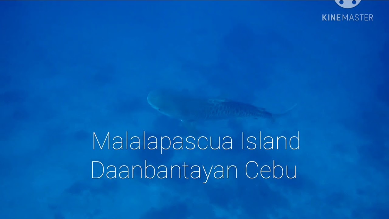Tiger Shark @ Monad shoal Malapascua Island MTD Diveshop pure local