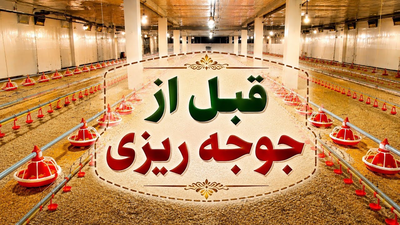 نکات مهمی که قبل از جوجه‌ریزی باید به آنها توجه کنید