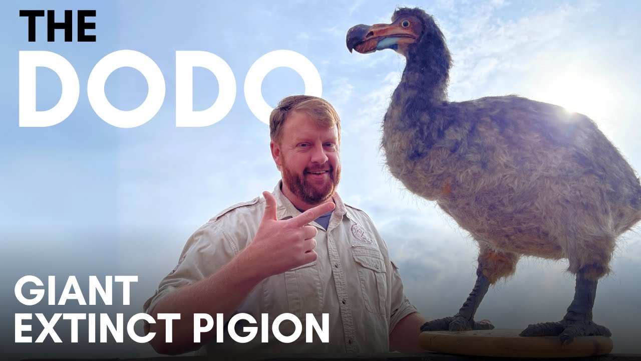 The Dodo - The Giant Extinct Pigeon of Mauritius Island