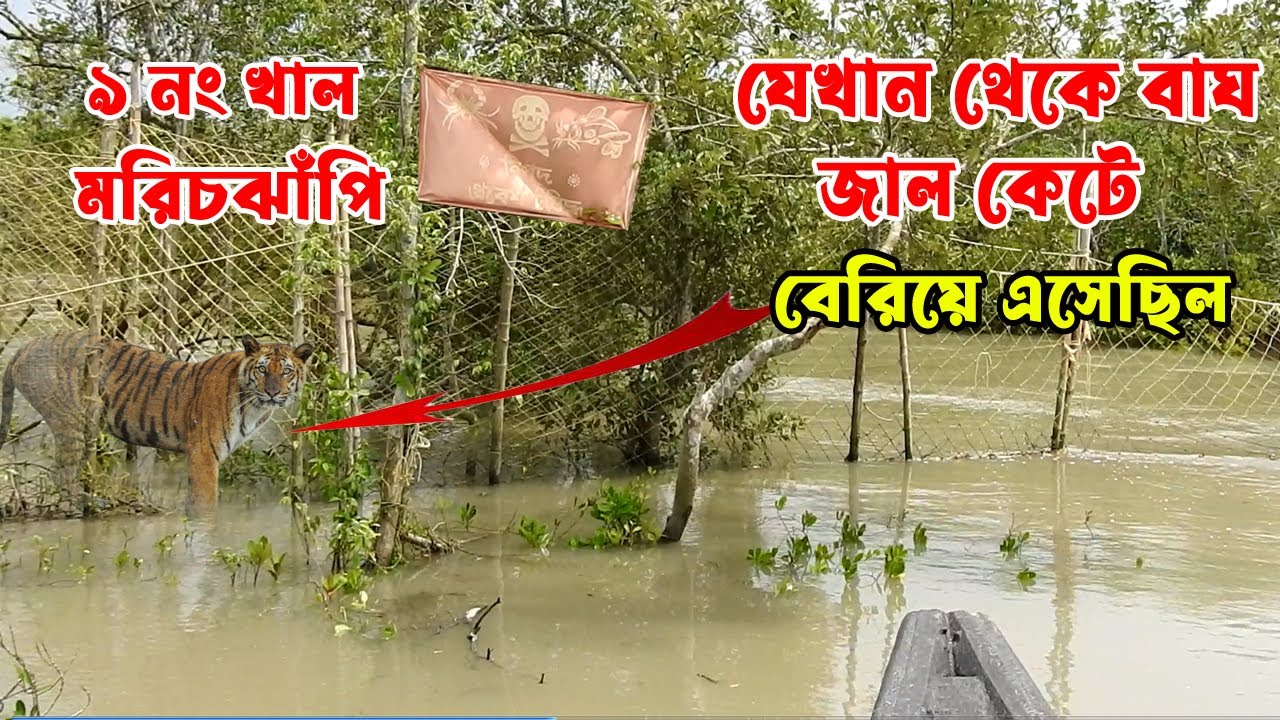 যেখান থেকে বাঘ জাল কেটে বেরিয়ে এসেছিলো | মরিচঝাঁপি | #sundarbanoligoli