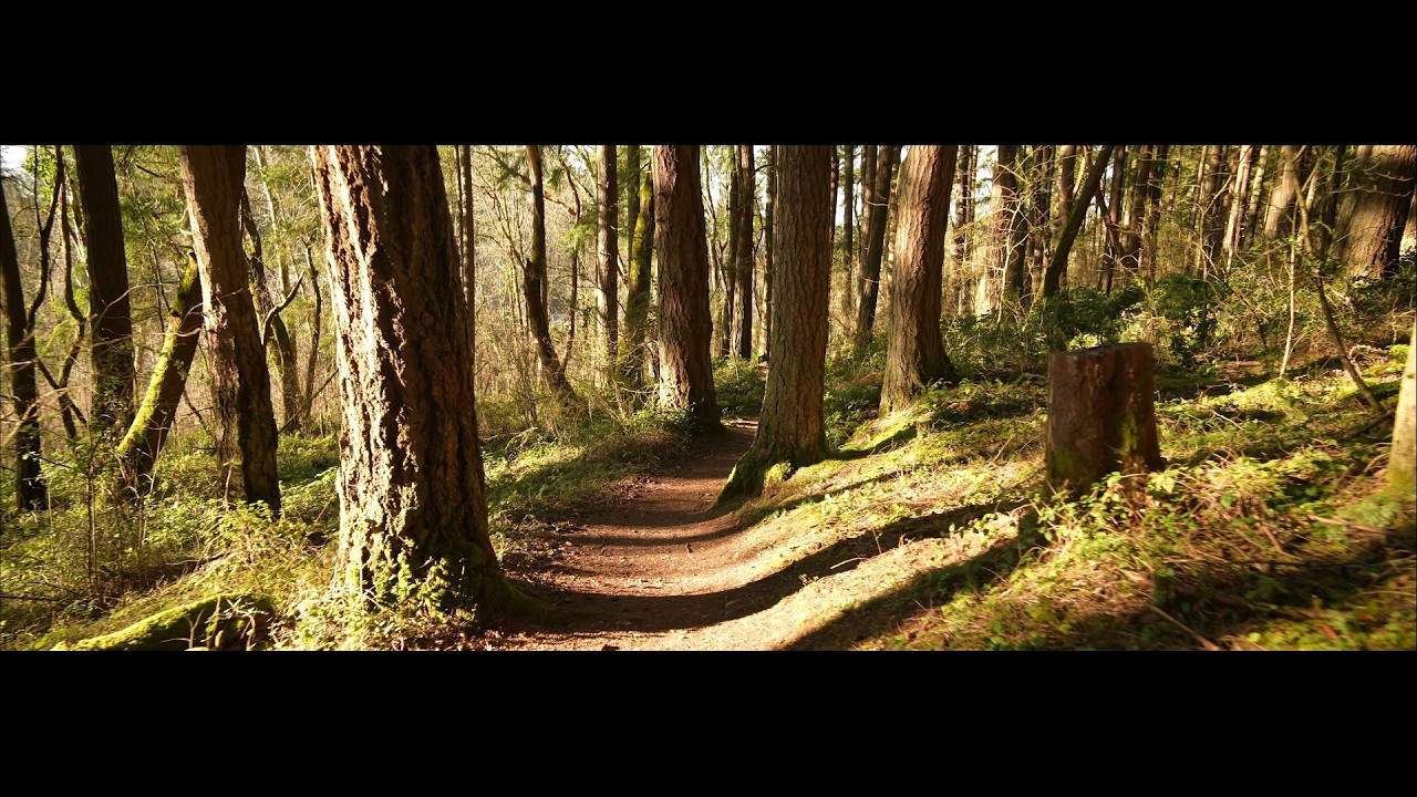 Tacoma Nature Center (formerly Snake Lake Park), anamorphic, 4K 24fps, ASMR