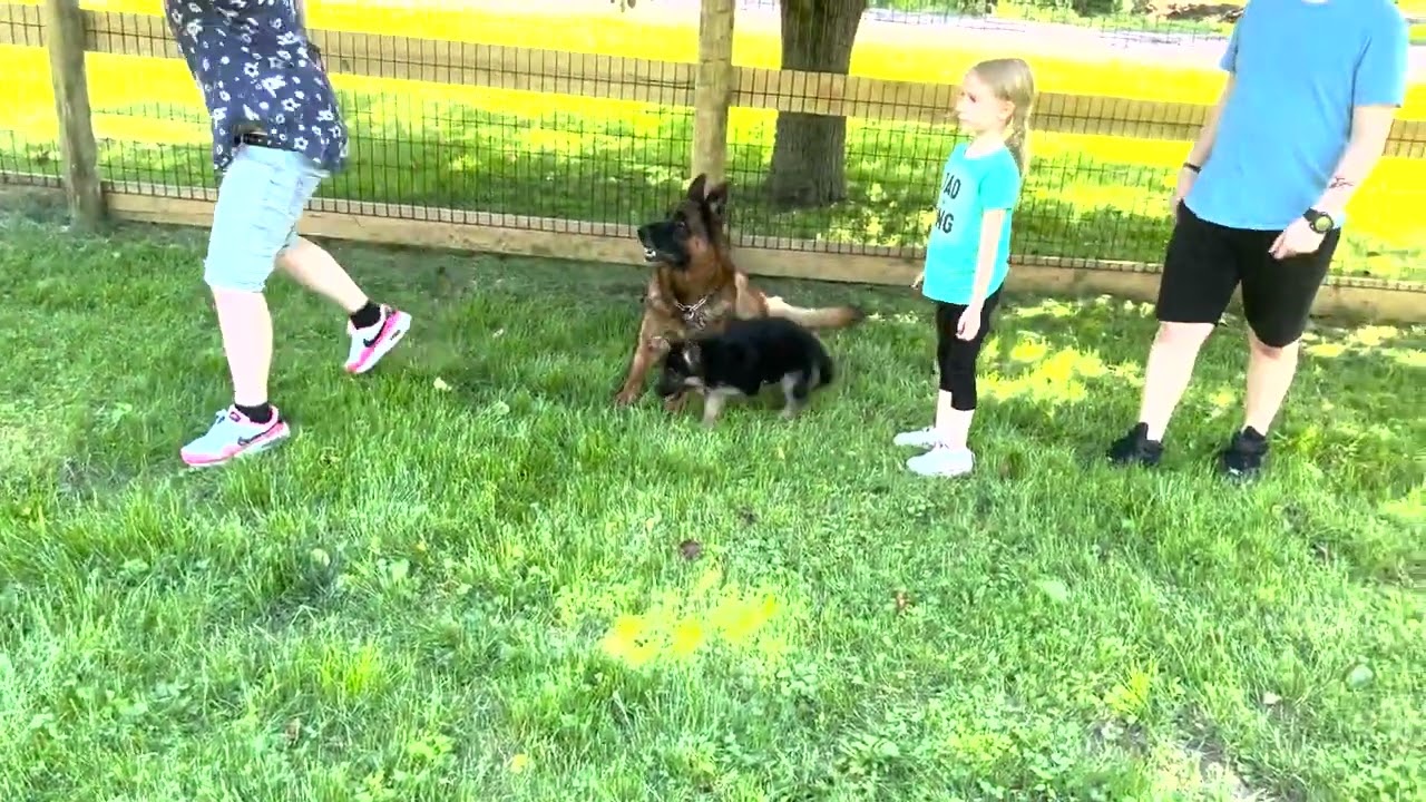 Are kids safe around a German Shepherd?#germanshepherddanger