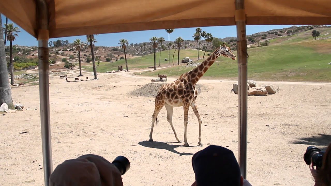 Giraffe - Walk - From Side - HD - Animation Video Reference