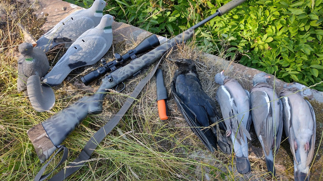 22lr wood pigeon decoying, crow and squirrel hunting