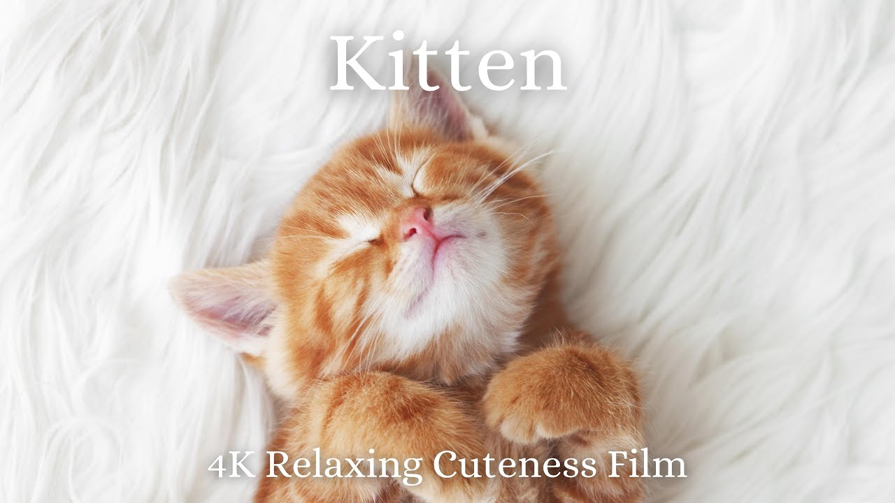 Kittens 4K - Relaxation Film With Calming and Relaxing Music - Relaxing Cuteness