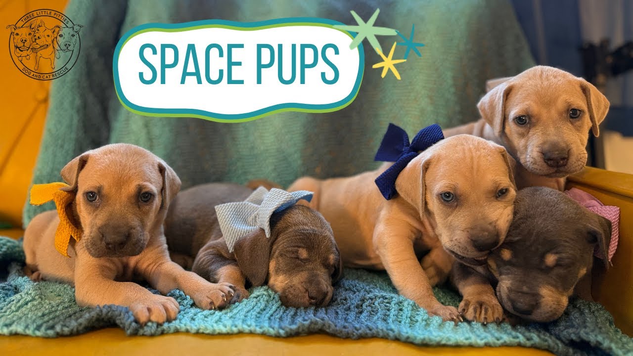Adopt the space pups! They are out of this world! 