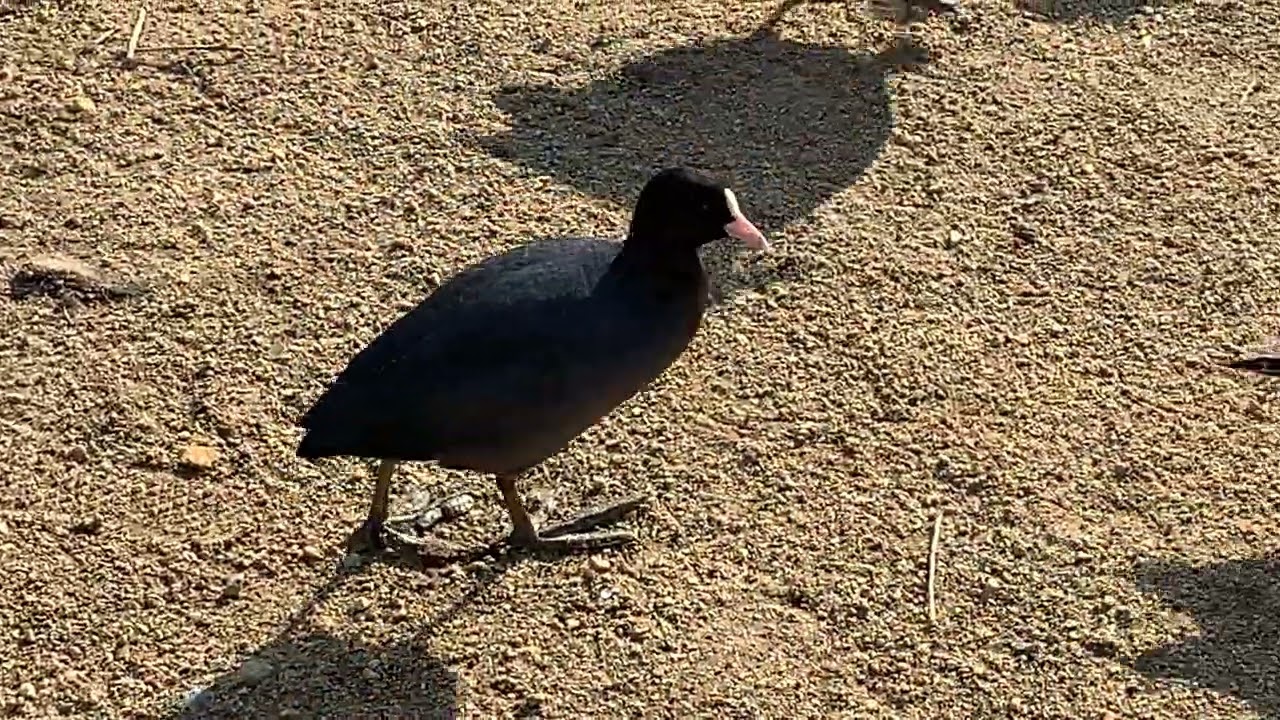 平荘湖のカモたち(460)
