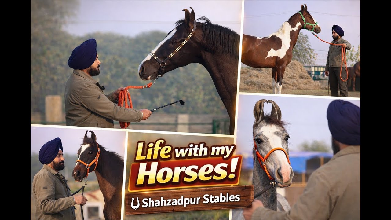 आईये आज मैं आपको शहजादपुर फार्म के घोड़े दिखाता हूँ Full Video of SHAHZADPUR STABLES