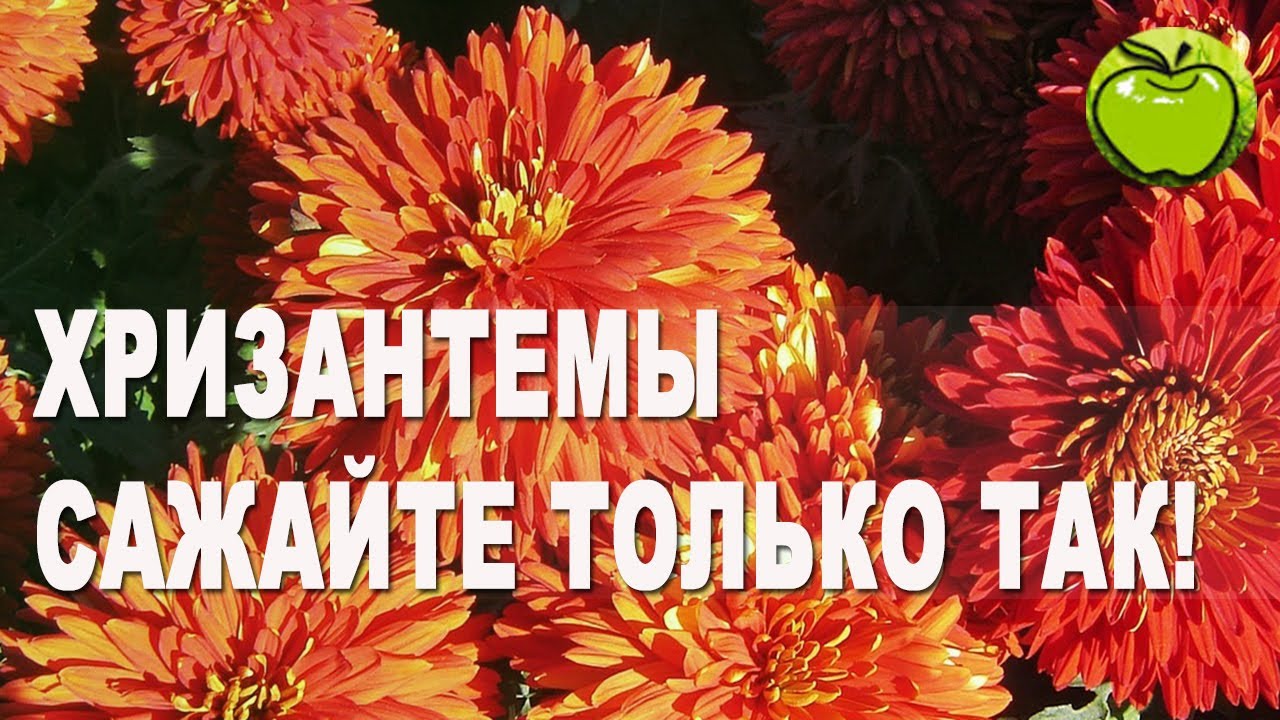 ЧТО НЕ ЛЮБИТ ХРИЗАНТЕМА ПРИ ПОСАДКЕ В ГРУНТ, САЖАТЬ ХРИЗАНТЕМУ ОСЕНЬЮ  НАДО ТОЛЬКО ТАК.