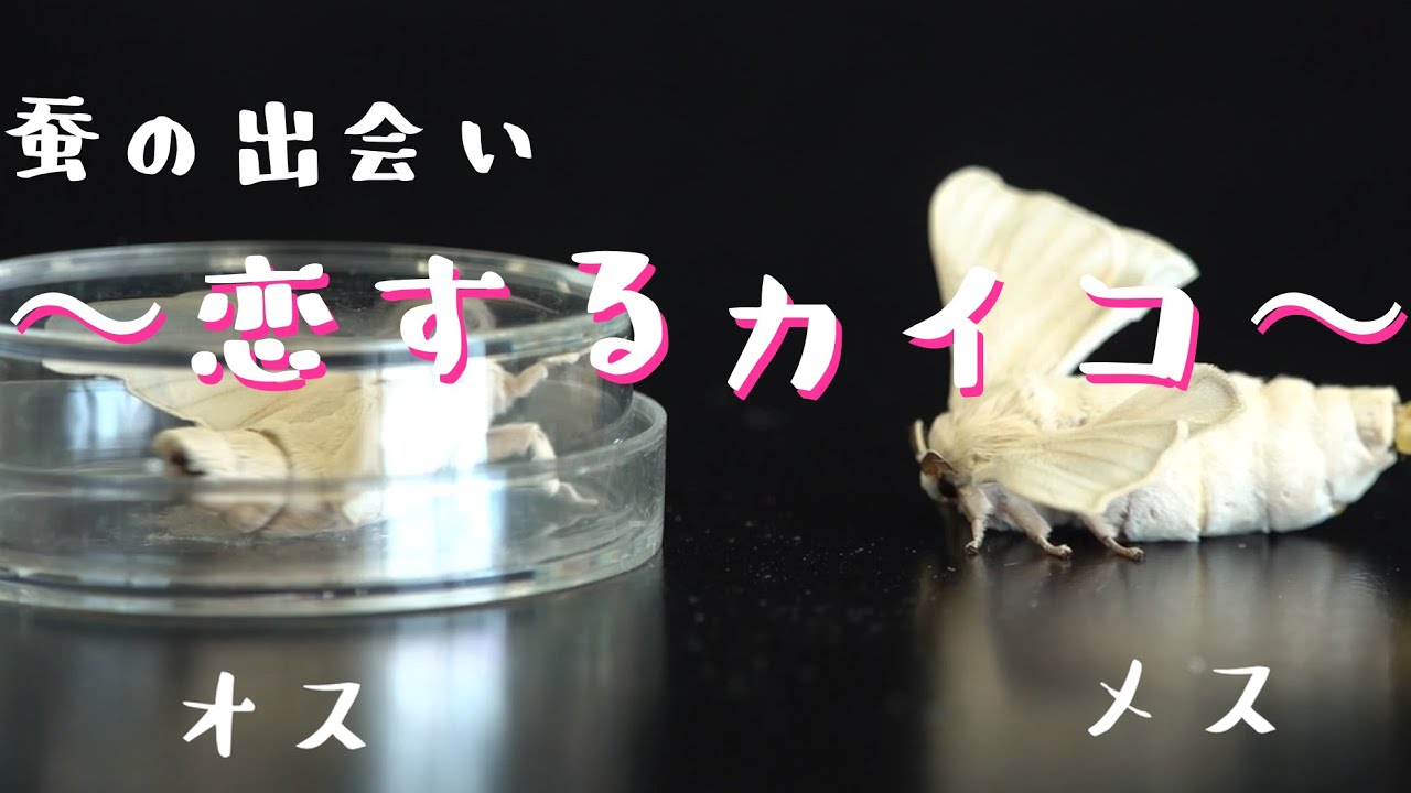 蚕の出会い～恋するカイコ～