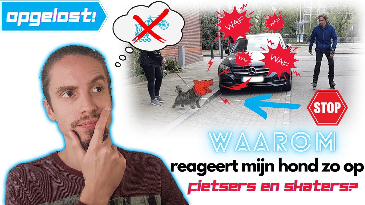 STOP het blaffen naar en achterna rennen van fietsers/skaters/auto's 🚲🚗⬅️🐕