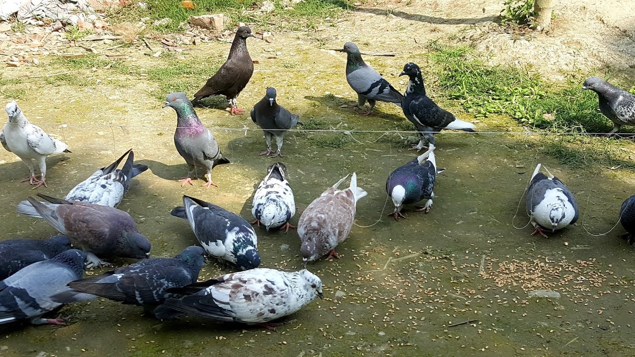 Simple & Easy Bird Trap - Catch Pigeon Using Simple Yarn Trick