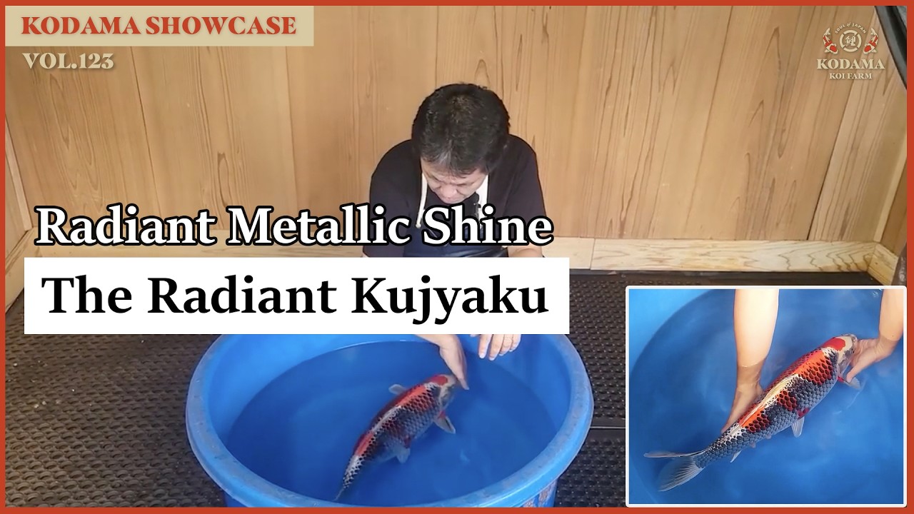 Kodama Showcase Vol. 123 - Kujyaku