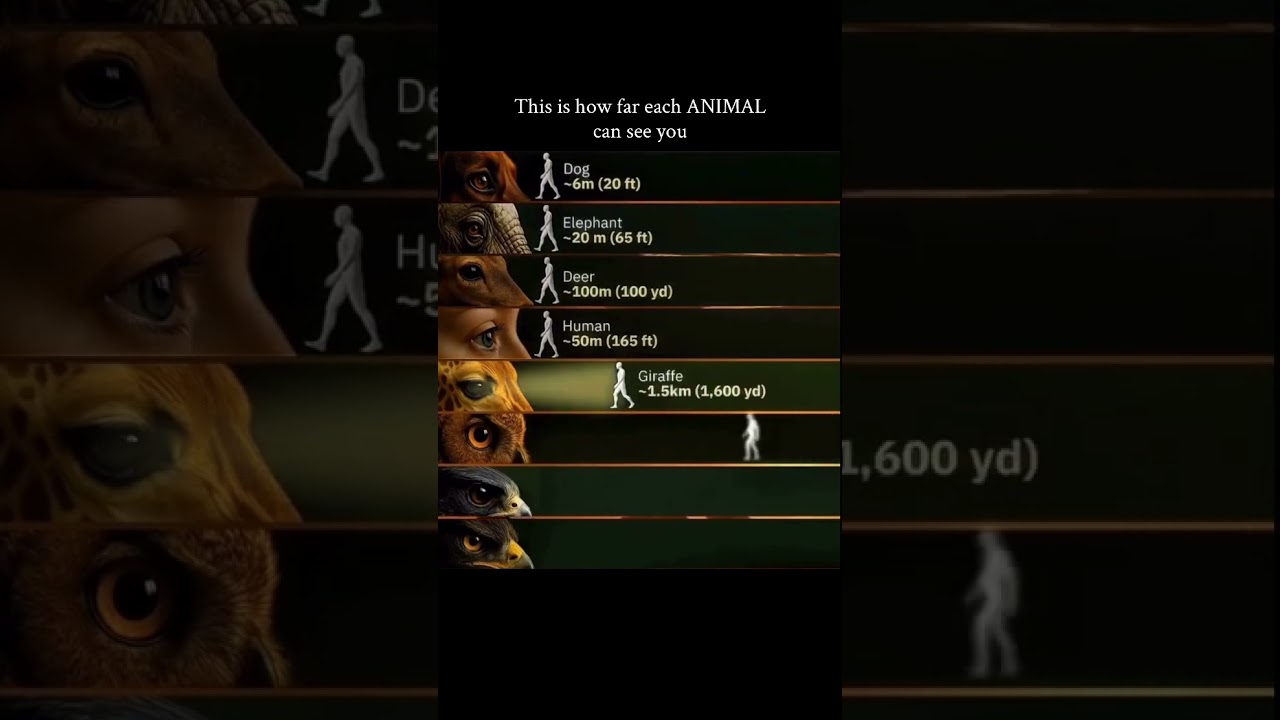 How Far Can Animals See? (Dog vs Elephant vs Human vs Eagle)