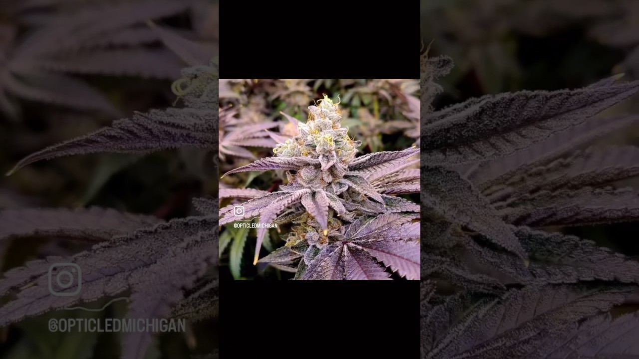 9 weeks of flower under the Slim 600H NextGen🔥 Grow like a pro with Optic LED