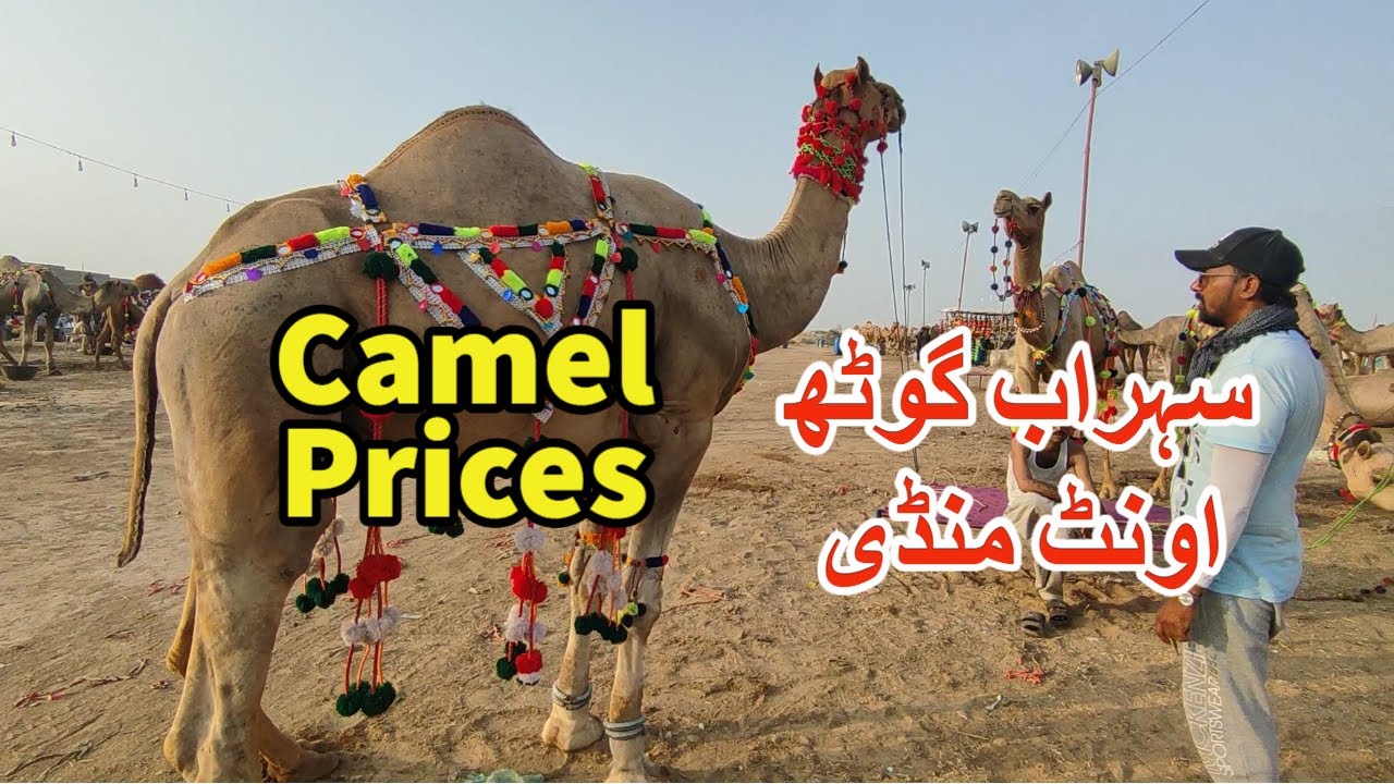 Camel Prices | Sohrab Goth Camel Mandi