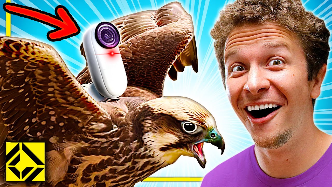 We Put a Camera on a Falcon!