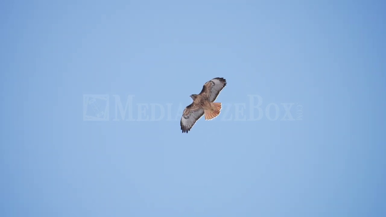 Stock Video - Red-Tailed Hawk soaring through the sky