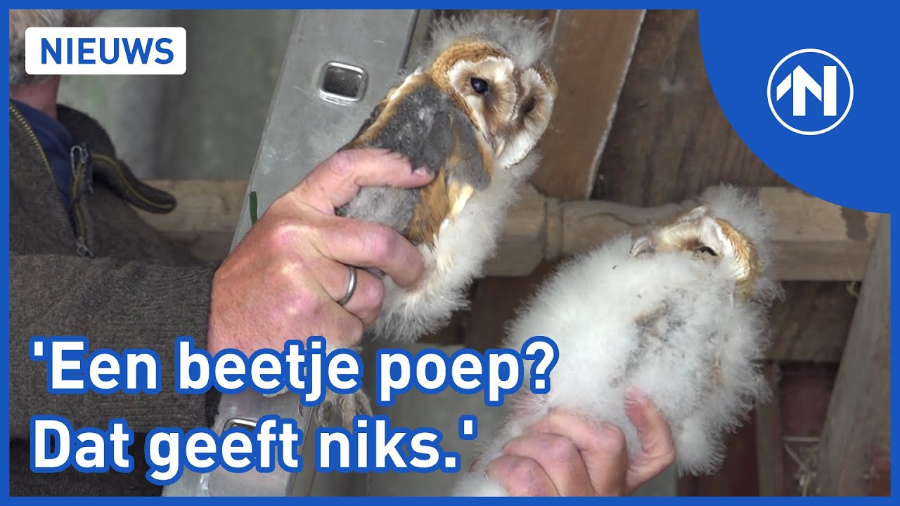 Wie redt de kerkuil? | RTV Noord