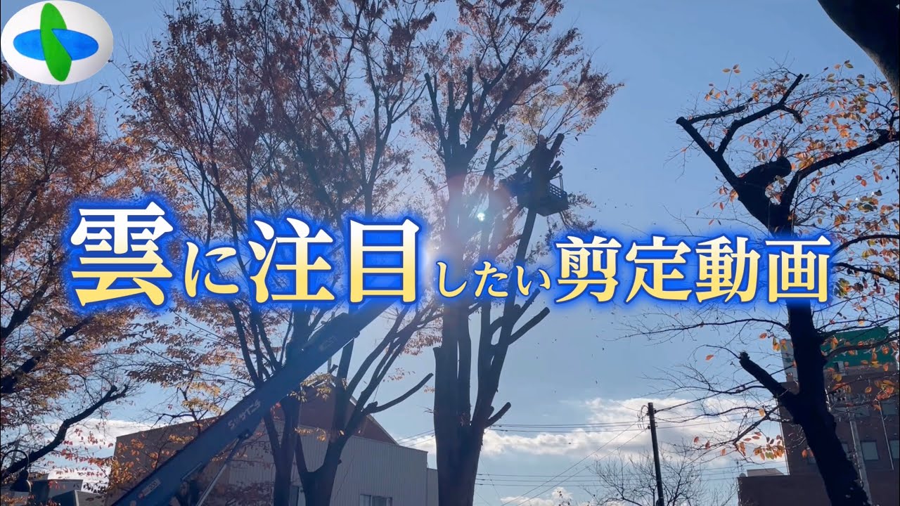 【剪定】雲の流れが気持ちいい動画