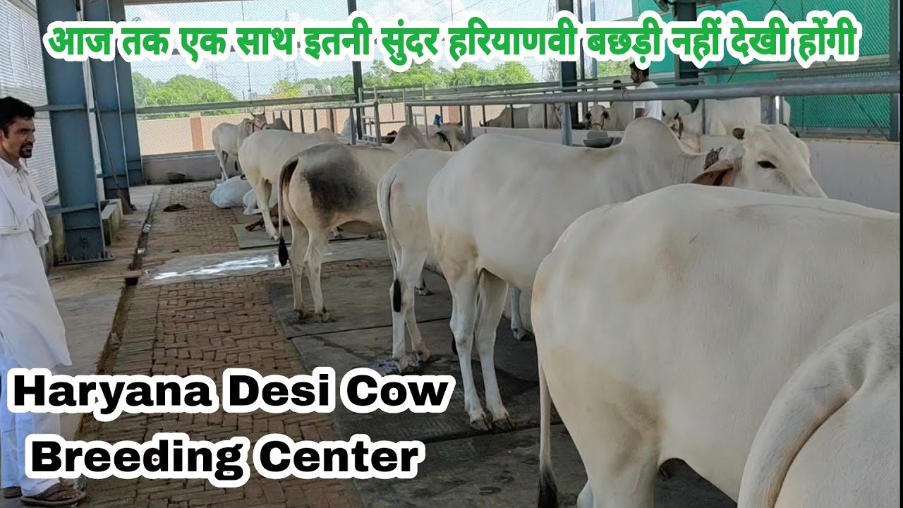 Top Class #बछड़ियां #Haryana #Desi #Cow #Breeding #Farm👌 #Desi_Cow_Breeding #Center #हरियाणवी #गायें