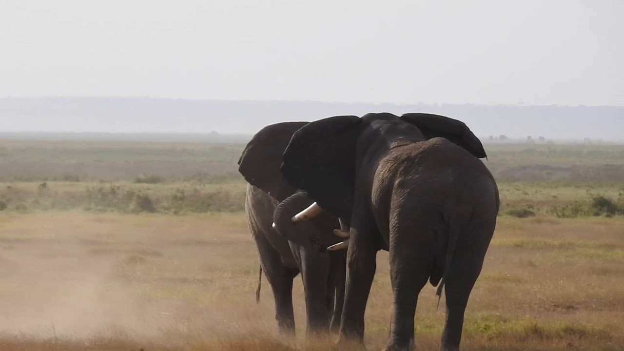 Two elephants fighting in Amboseli National Park, Kenya - Part 2