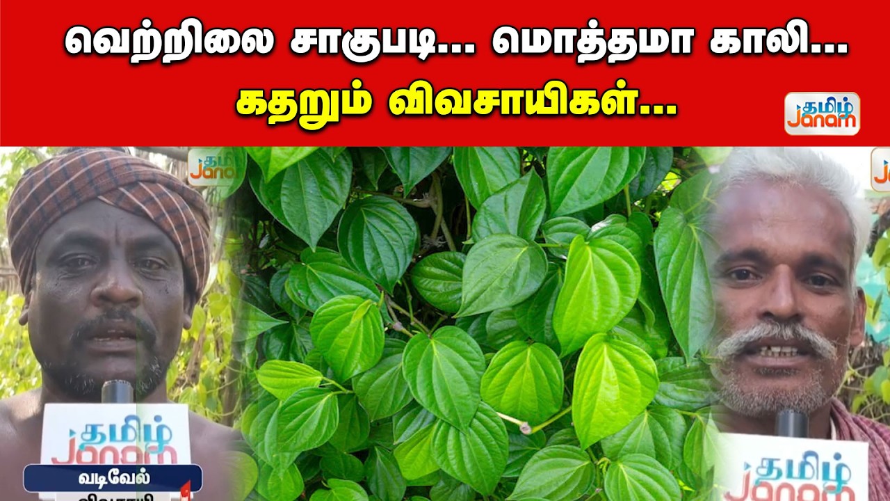 Betel leaf | வெற்றிலை சாகுபடி....மொத்தமா காலி....கதறும் விவசாயிகள்