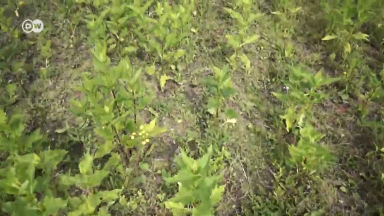 Biofuel - a resource of the future | Tomorrow Today