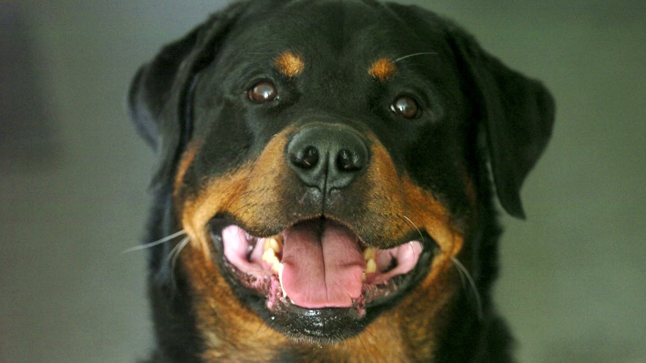 ROTTWEILER - 10 Najważniejszych Informacji