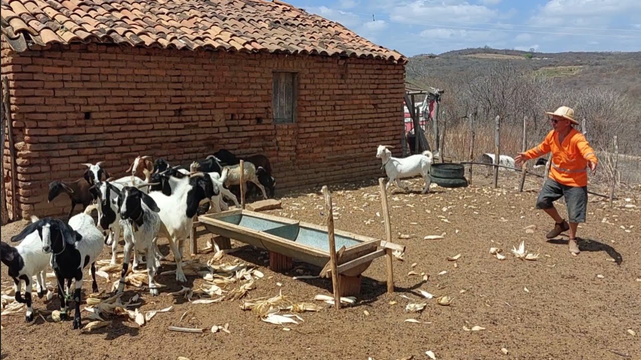 Bastidores  !! Seu Mané comprou os bode de bastião  !!