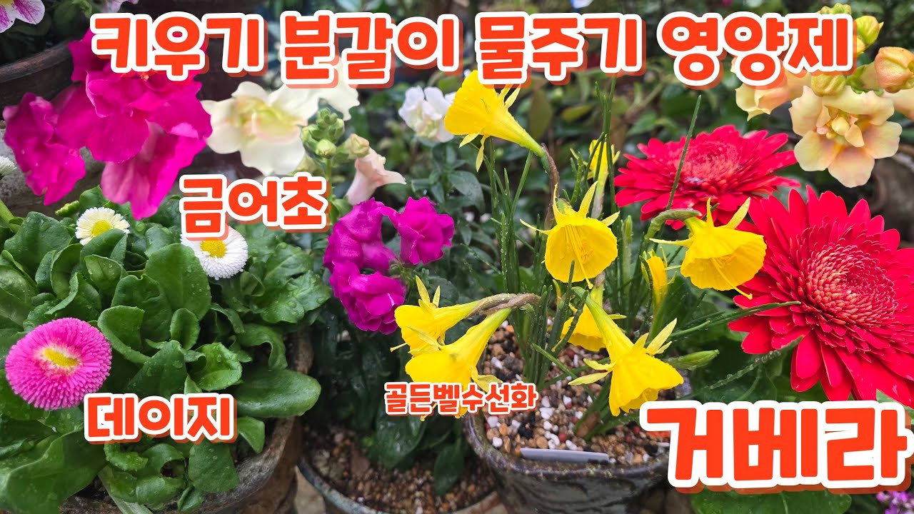 #금어초 #겹데이지 #골든벨수선화 #거베라 #키우기 #처음처럼야생화