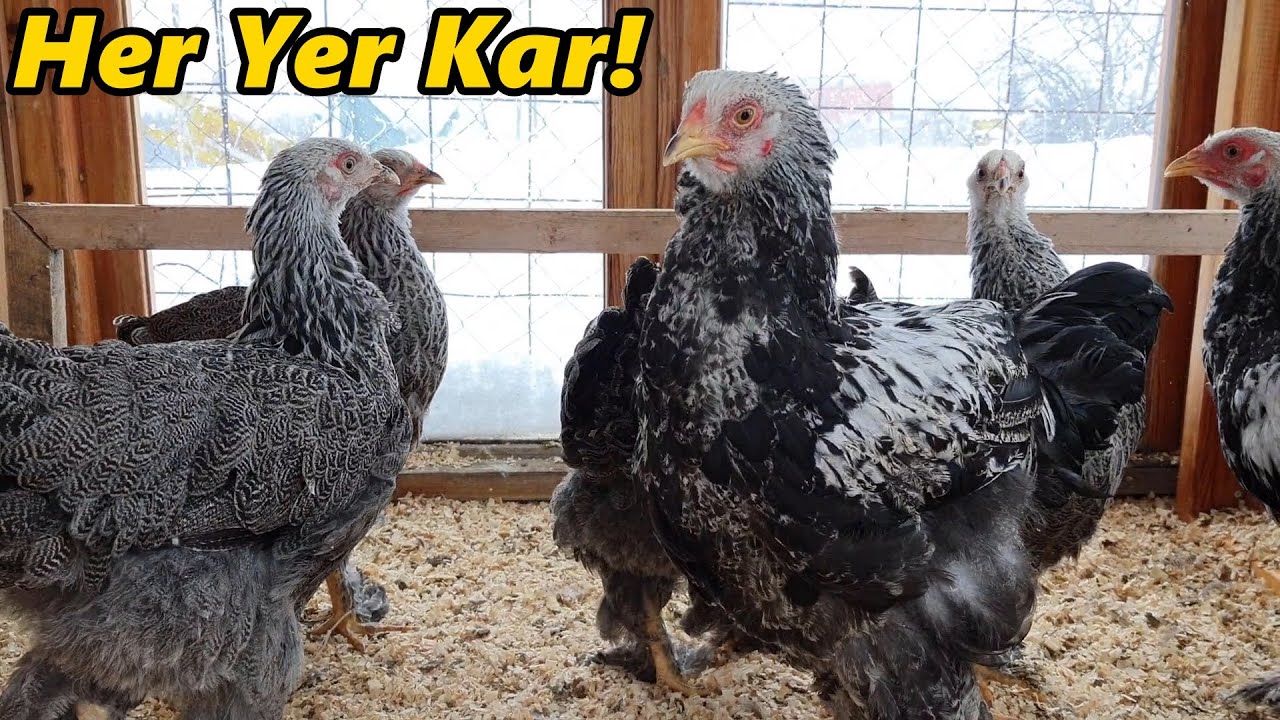 Kümesin Karla İmtihanı!-/Kardan Tavuklar!/#Tekirdağ#civciv#horoz#tavuk#hindi#bıldırcın