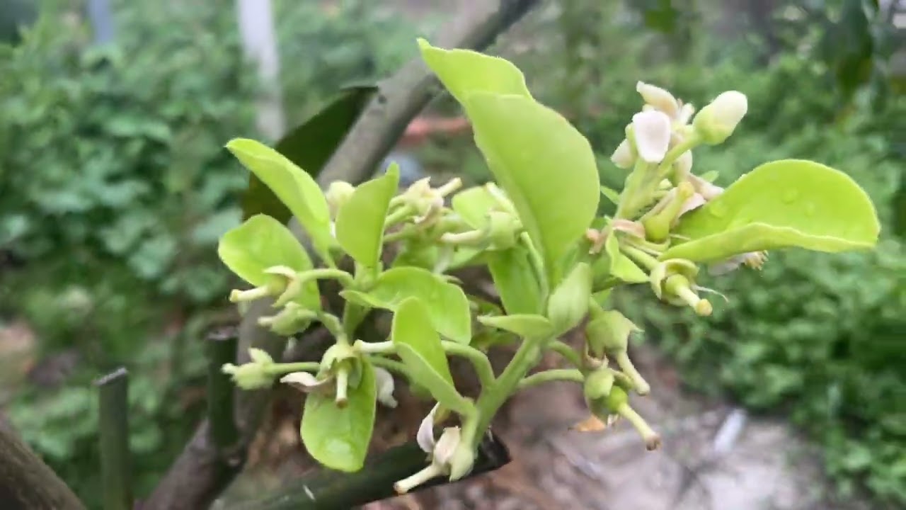 Một ngày cuối tuần trong khu vườn nhỏ Phú Mỹ