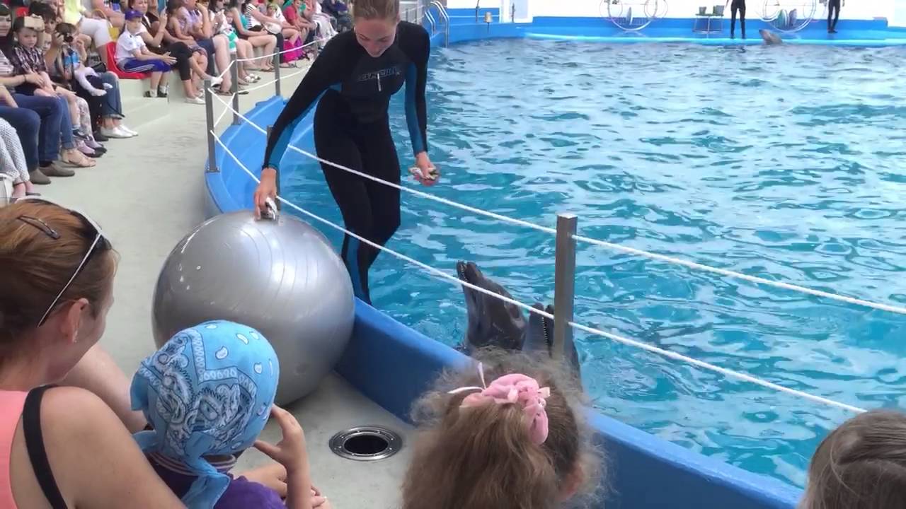 Dolphin show