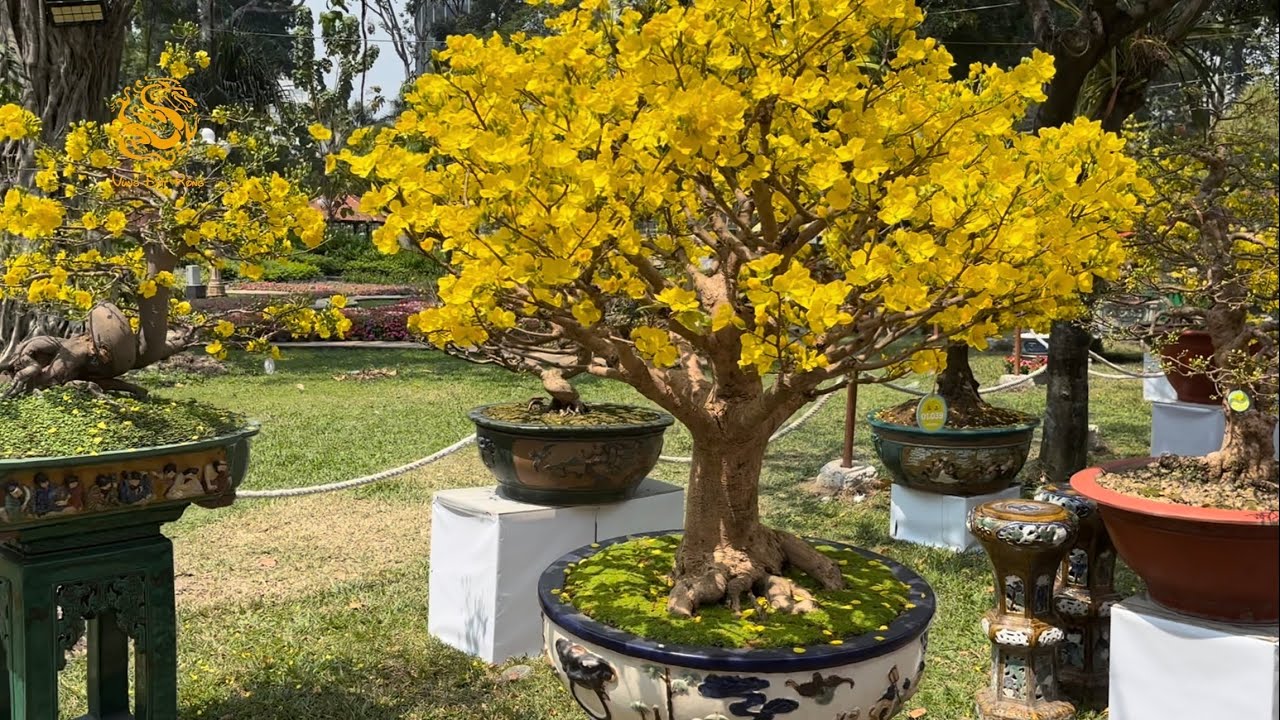 🐉27 Tết _Mai Vàng Bonsai ở Chợ Hoa Xuân Tao Đàn Tết Bính Ngọ 2026|Vùng Đất Rồng 