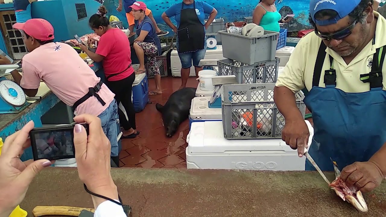 Galapagos, Fish Market first hour