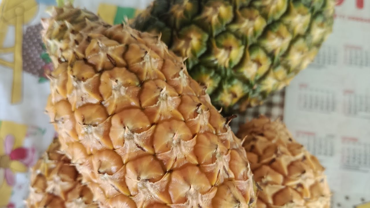 Colhendo os últimos abacaxi da safra 