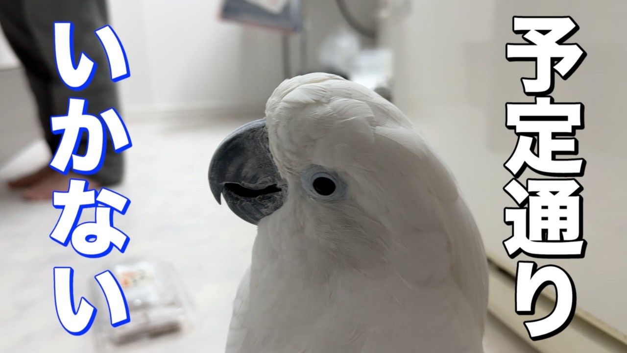 ずっと見てるだけなのに、なぜか落ち着かない夜