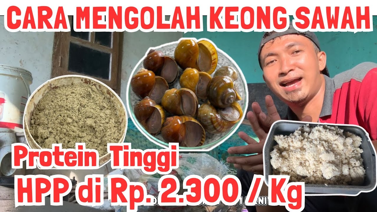 Cara Mengolah Keong Sawah & Ampas Tahu Menjadi Pakan Ternak Berprotein
