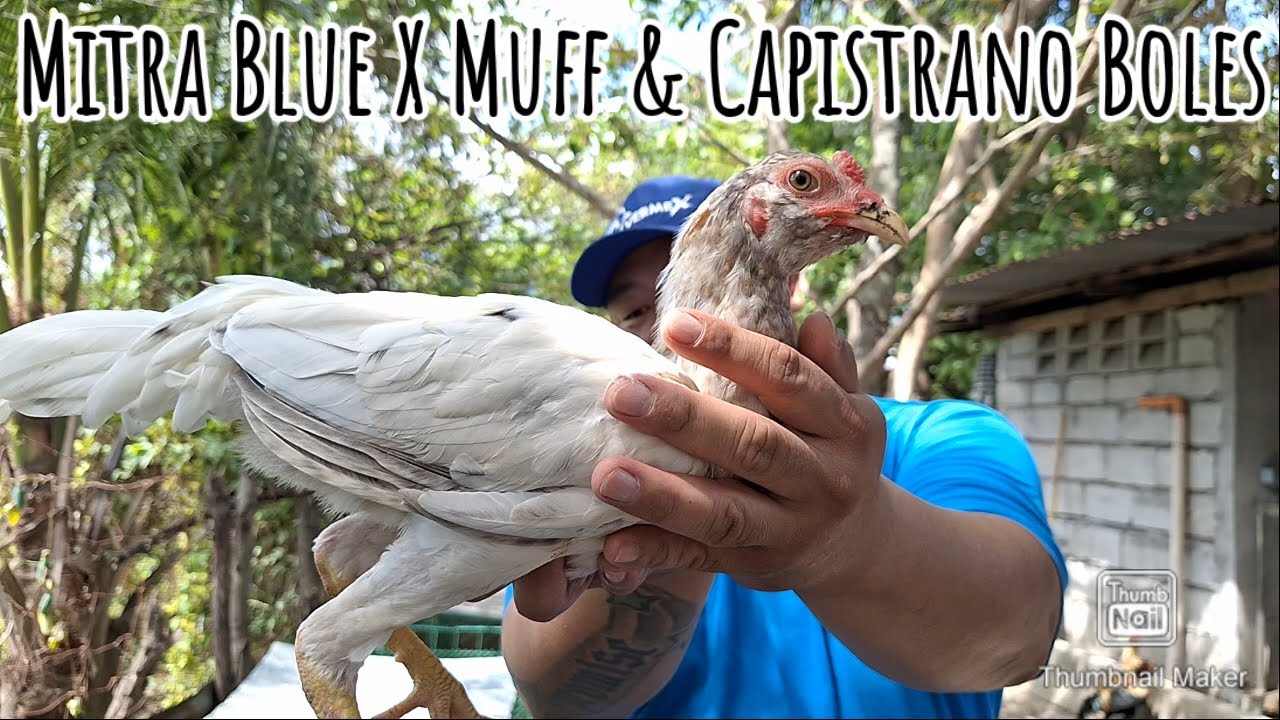 Tandang na ang aking Mitra Blue Muff at Capistrano Boles