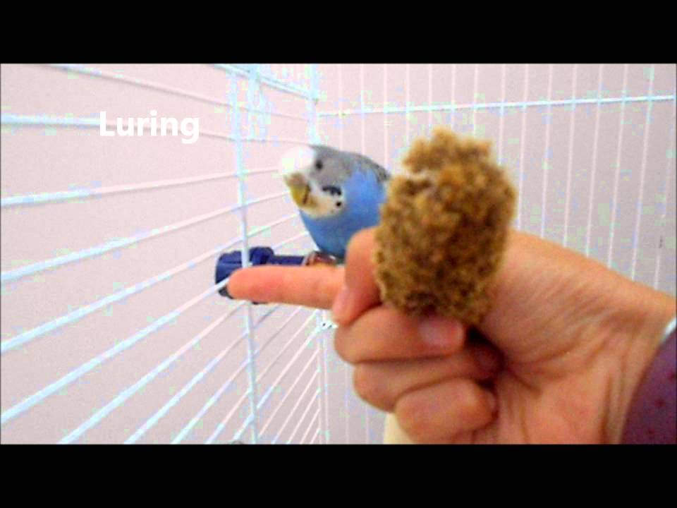 How I tamed my Bird