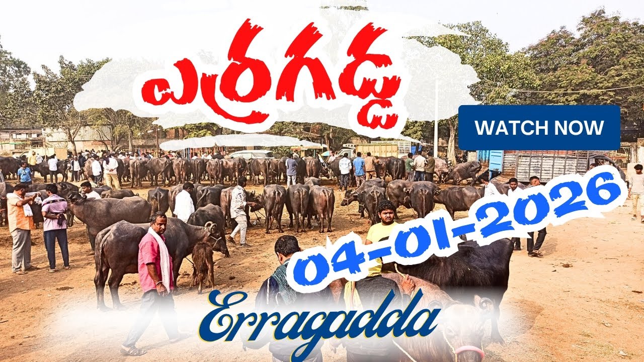 ఎర్రగడ్డ పశువుల మార్కెట్ || Erragadda Buffalo Market || Murrah, Jafrabadi Buffaloes || Calfs Info