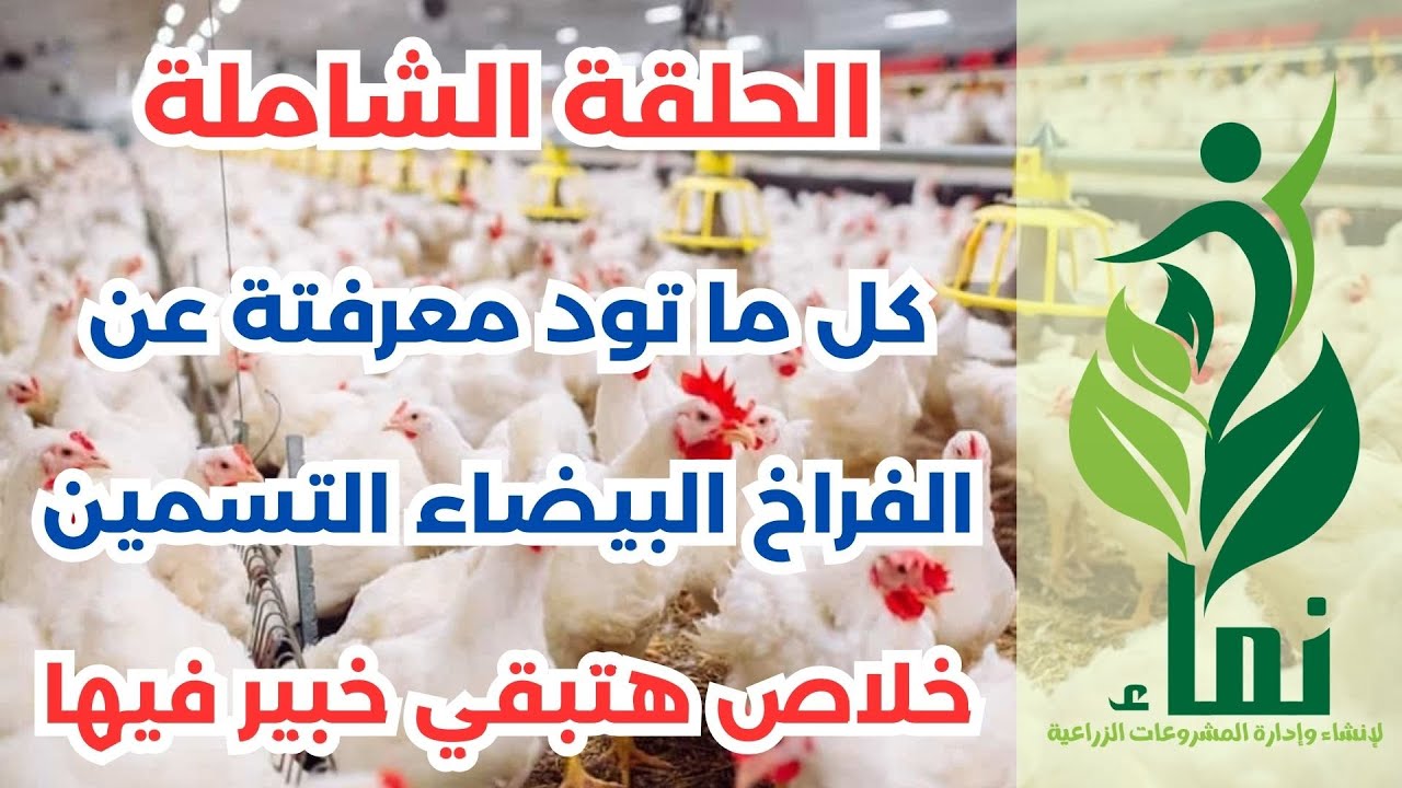 الحلقة الشاملة .. كل ما تود معرفتة عن الفراخ البيضاء التسمين .. خلاص هتبقي خبير فيها