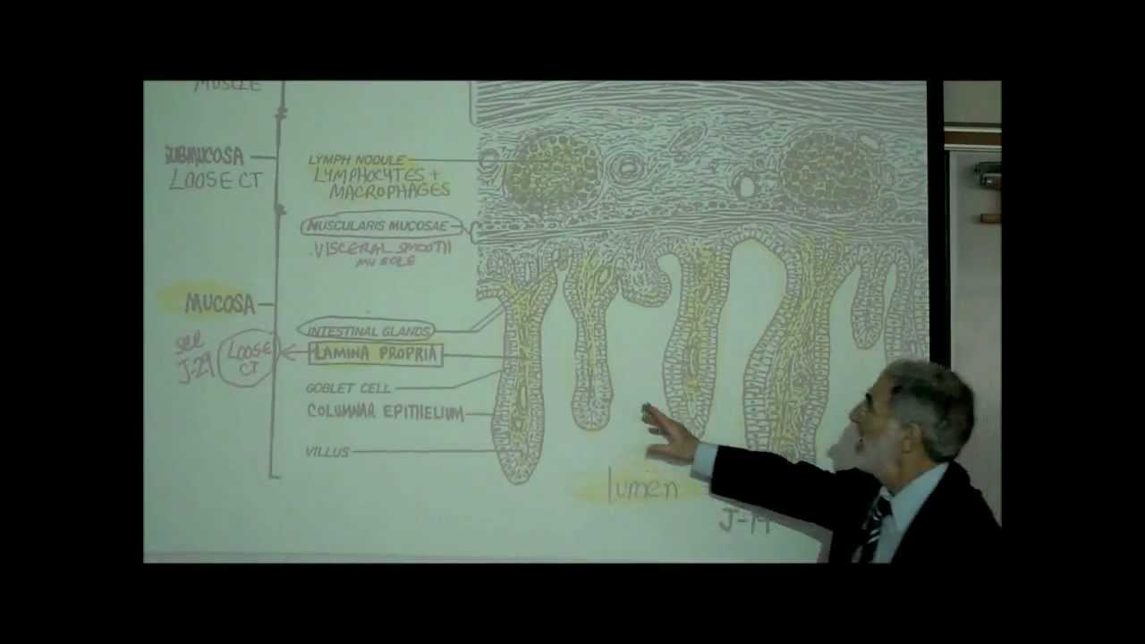 DIGESTIVE SYSTEM; PART 4; INTESTINE & DIGESTION by Professor Fink